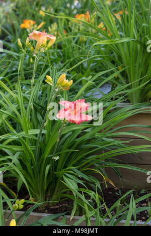 'Abbastanza Fancy", Daylily Daglilja (Hemerocallis) Foto Stock