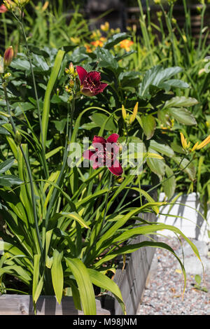 'Stellar Double Rose' Daylily, Daglilja (Hemerocallis) Foto Stock