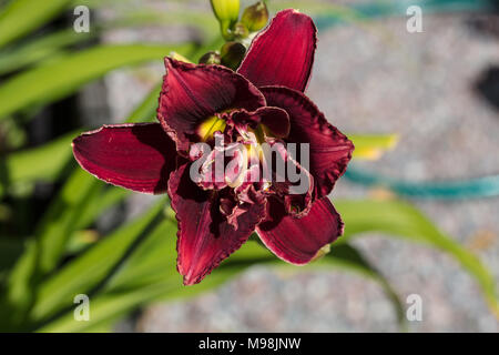 'Stellar Double Rose' Daylily, Daglilja (Hemerocallis) Foto Stock