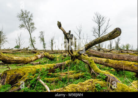 Alberi caduti, ricoperta da muschi, contro un cielo nuvoloso, in Olandese riserva Oostvaardersplassen. Foto Stock