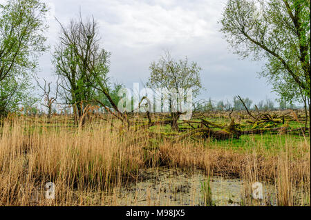 Alberi caduti, ricoperta da muschi, contro un cielo nuvoloso, in Olandese riserva Oostvaardersplassen. Foto Stock