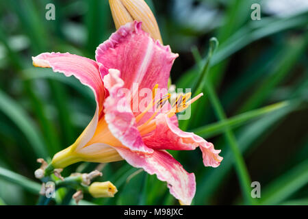 'Abbastanza Fancy", Daylily Daglilja (Hemerocallis) Foto Stock