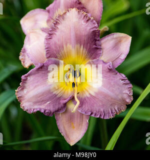 Fumo segnale' Daylily, Daglilja (Hemerocallis) Foto Stock