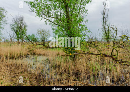 Alberi caduti, ricoperta da muschi, contro un cielo nuvoloso, in Olandese riserva Oostvaardersplassen. Foto Stock