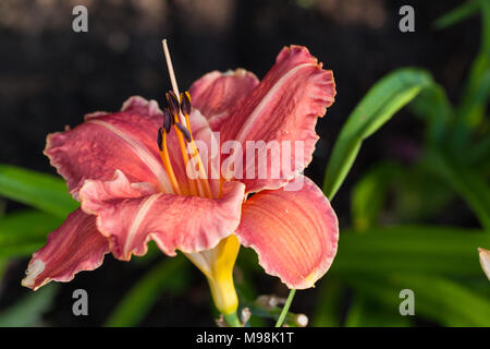 'Abbastanza Fancy", Daylily Daglilja (Hemerocallis) Foto Stock