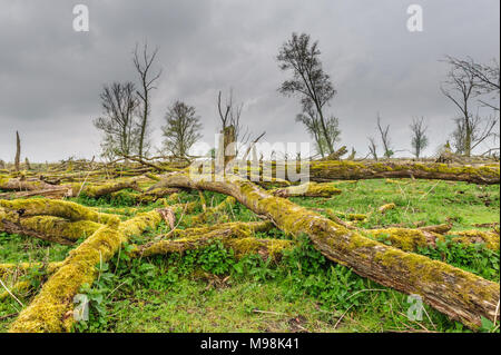 Alberi caduti, ricoperta da muschi, contro un cielo nuvoloso, in Olandese riserva Oostvaardersplassen. Foto Stock