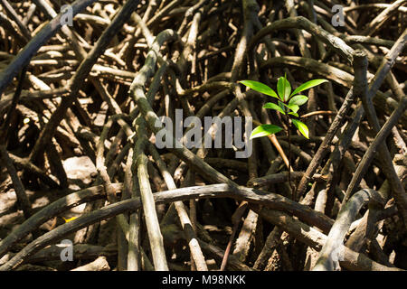 Mangrove albero che cresce sulle radici spesse.La natura di mangrovie di ecologia. Foto Stock