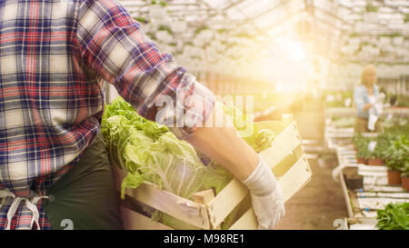 Nella grande e luminosa serra industriale agricoltore passeggiate con scatola di verdure attraverso filari di piante in crescita. Foto Stock