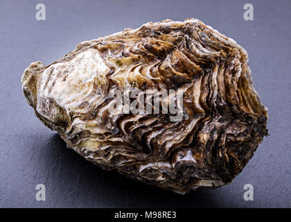 Ostriche fresche isolato su sfondo scuro con ghiaccio Foto Stock