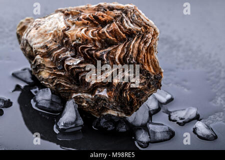 Ostriche fresche isolato su sfondo scuro con ghiaccio Foto Stock