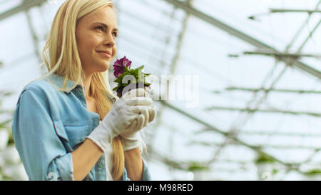 Bellissima femmina Gardner odora di fiori in un vaso. Ella ha felicemente funziona con fiori in una soleggiata serra industriale. Foto Stock