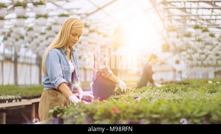 Team di giardinieri felici alacremente lavorando, disponendo, ordinamento di fiori colorati, la vegetazione e le piante in una soleggiata serra industriale. Foto Stock