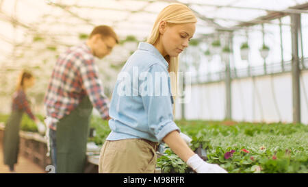 Team di giardinieri felici alacremente lavorando, disponendo, ordinamento di fiori colorati, la vegetazione e le piante in una soleggiata serra industriale. Foto Stock