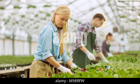 Team di giardinieri felici alacremente lavorando, disponendo, ordinamento di fiori colorati, la vegetazione e le piante in una soleggiata serra industriale. Foto Stock