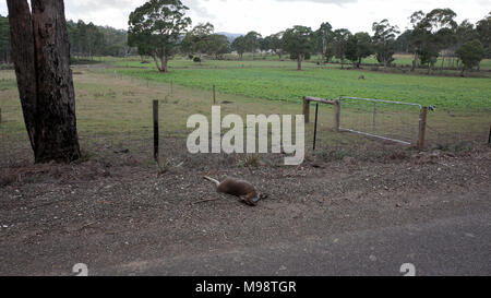 Il Bennetts Wallaby (Macropus rufogriseus), Bennetts wallaby, noto anche come il Rosso Colli wallaby sulla terraferma Australiana, si trovano in tutta la Tasmania, compreso il Bass Strait isole. Nel corso degli anni il loro numero e la loro distribuzione sono aumentate in tutto lo stato dovuto in gran parte a minore pressione dalla caccia e la compensazione delle foreste. Questo ha portato a un incremento dei pascoli creando così un habitat ideale per il wallaby - pascoli dove si possono nutrire di notte adiacente alla boccola terra dove essi possono shelter per giorno. Foto Stock