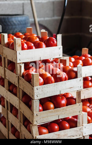Pomodori in cesto in legno Foto Stock