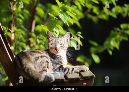 Un tabby gatto con gli occhi verdi seduto su una sedia sotto un albero Foto Stock