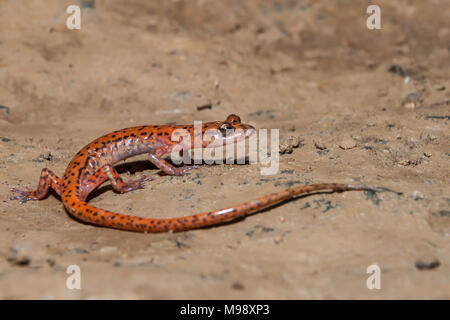 Avvistato-grotta di coda (Salamandra Eurycea lucifuga) Foto Stock