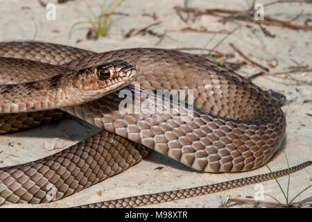 Coachwhip orientale (Masticophis flagello) Foto Stock