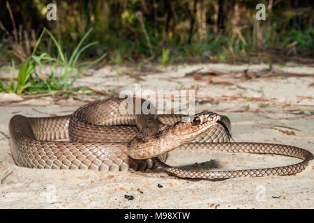 Coachwhip orientale (Masticophis flagello) Foto Stock