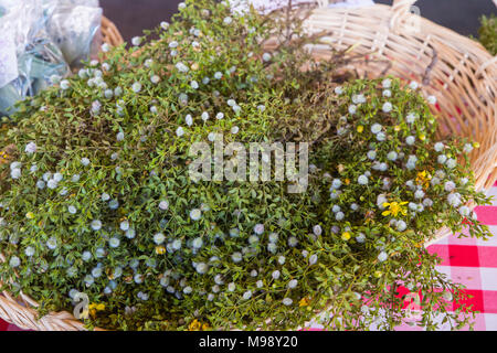 Fasci di creosoto bush o Larrea purshia per la vendita al mercato Foto Stock