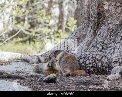 Marmotte abbondano lungo il sentiero dei laghi nel Parco Nazionale di Sequoia Foto Stock