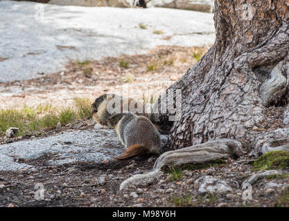 Marmotte abbondano lungo il sentiero dei laghi nel Parco Nazionale di Sequoia Foto Stock