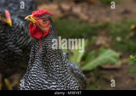 Bloccate il pollo Rock in giardino Foto Stock