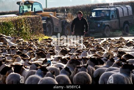 Allevamento di pecore, Eyton on severn, Shropshire, un gregge di pecore sono ammassati lungo una stretta strada di campagna da un giovane agricoltore Foto Stock