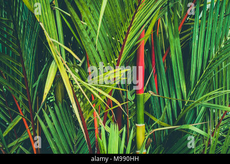 Palm tree con red strem, ceralacca palm a.k.a. rossetto palm Foto Stock