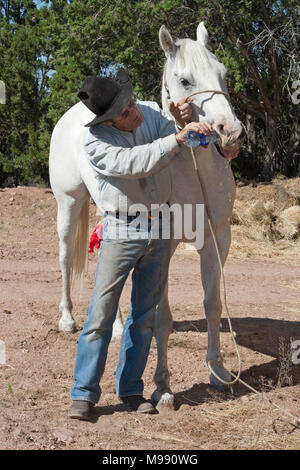 Cavallo di bere acqua dal suo cowboy della bottiglia di acqua Foto Stock