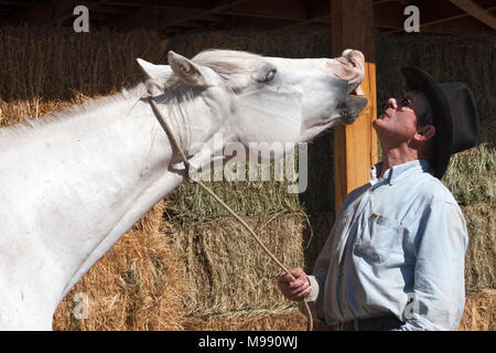 Cavallo fare una faccia divertente con il suo cowboy Foto Stock