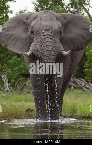 Elefante africano (Loxodonta africana). Adulto bull bere dal fiume tramite trunk. Chobe National Park. Okavango Delta. Il Botswana. L'Africa. Foto Stock