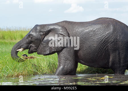 Elefante africano (Loxodonta africana). La raccolta di acqua verde vegetazione di bordo per mangiare con trunk. Chobe National Park. Okavango Delta. Il Botswana. Africa Foto Stock
