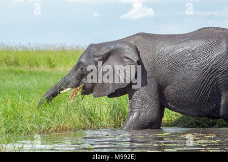 Elefante africano (Loxodonta africana). La raccolta di acqua verde vegetazione di bordo per mangiare con trunk. Chobe National Park. Okavango Delta. Il Botswana. Africa Foto Stock