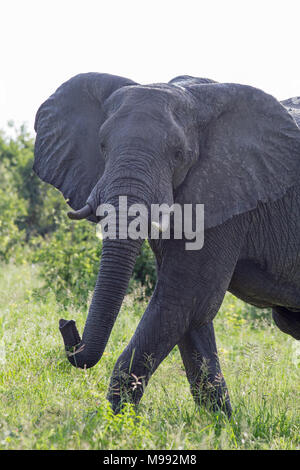 Elefante africano (Loxodonta africana). Avendo recentemente emerso da una totale immersione in acqua fangosa, lasciando il fiume. Il Botswana. L'Africa. Foto Stock