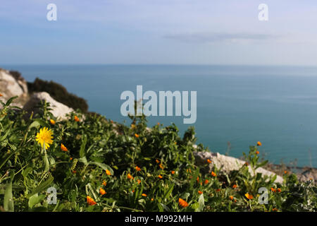 Bellissima vista del mare adriatico con fiori colorati in primo piano Foto Stock