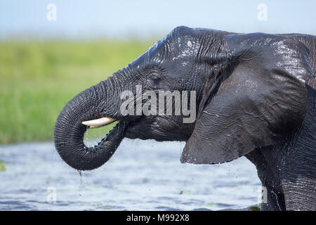 Elefante africano (Loxodonta africana). Il raffreddamento in acqua di fiume. Usa la linea di sollevamento acqua potabile alla bocca. Orecchio sbattimenti. La termoregolazione. La pelle bagnata. Foto Stock