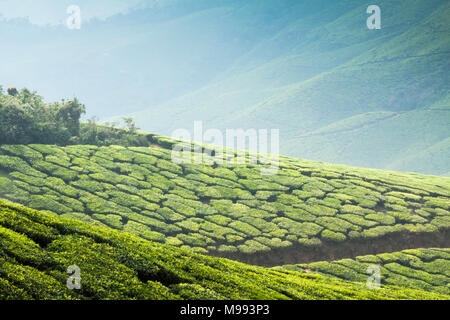 La piantagione di tè Il tè Kolukkumalai station wagon, Munnar, India. Foto Stock