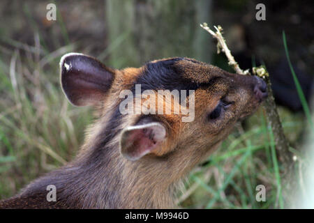 Muntac cervi o Reeves muntjac, sono comuni in Inghilterra in seguito fuoriesce da Woburn e altri parchi. Esse sono originariamente da Asia del Sud Foto Stock