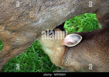 Muntac cervi o Reeves muntjac, sono comuni in Inghilterra in seguito fuoriesce da Woburn e altri parchi. Esse sono originariamente da Asia del Sud Foto Stock