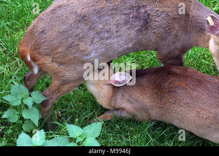 Muntac cervi o Reeves muntjac, sono comuni in Inghilterra in seguito fuoriesce da Woburn e altri parchi. Esse sono originariamente da Asia del Sud Foto Stock
