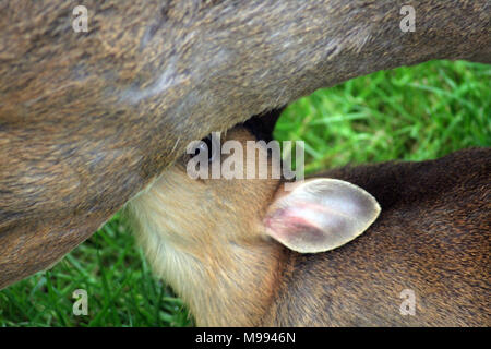 Muntac cervi o Reeves muntjac, sono comuni in Inghilterra in seguito fuoriesce da Woburn e altri parchi. Esse sono originariamente da Asia del Sud Foto Stock