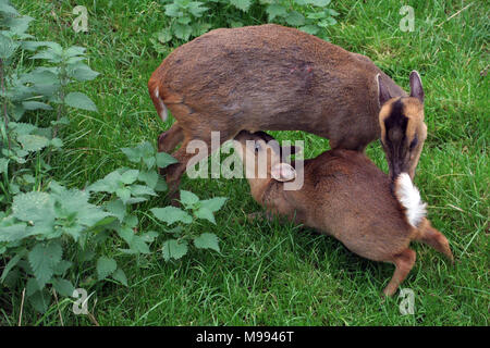 Muntac cervi o Reeves muntjac, sono comuni in Inghilterra in seguito fuoriesce da Woburn e altri parchi. Esse sono originariamente da Asia del Sud Foto Stock