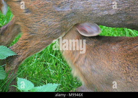 Muntac cervi o Reeves muntjac, sono comuni in Inghilterra in seguito fuoriesce da Woburn e altri parchi. Esse sono originariamente da Asia del Sud Foto Stock