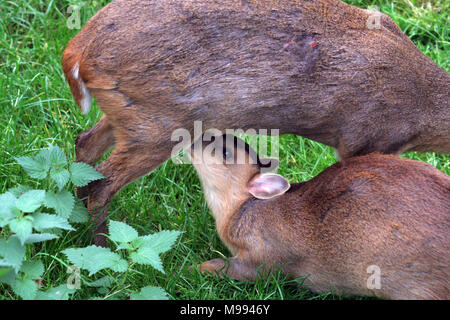 Muntac cervi o Reeves muntjac, sono comuni in Inghilterra in seguito fuoriesce da Woburn e altri parchi. Esse sono originariamente da Asia del Sud Foto Stock