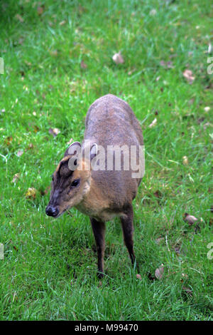 Muntac cervi o Reeves muntjac, sono comuni in Inghilterra in seguito fuoriesce da Woburn e altri parchi. Esse sono originariamente da Asia del Sud Foto Stock