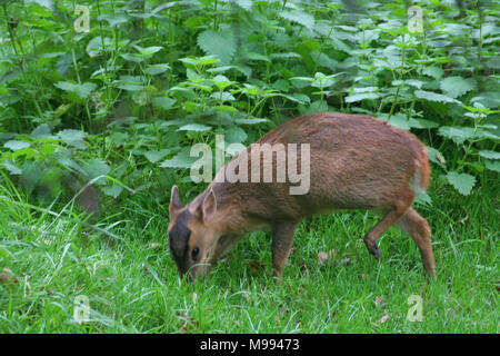 Muntac cervi o Reeves muntjac, sono comuni in Inghilterra in seguito fuoriesce da Woburn e altri parchi. Esse sono originariamente da Asia del Sud Foto Stock