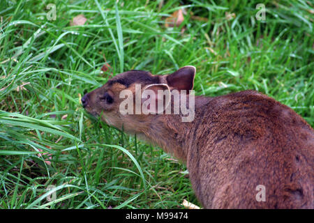 Muntac cervi o Reeves muntjac, sono comuni in Inghilterra in seguito fuoriesce da Woburn e altri parchi. Esse sono originariamente da Asia del Sud Foto Stock