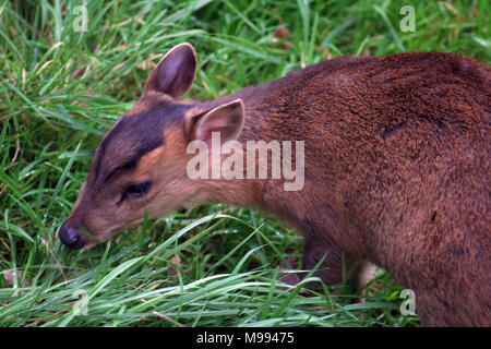 Muntac cervi o Reeves muntjac, sono comuni in Inghilterra in seguito fuoriesce da Woburn e altri parchi. Esse sono originariamente da Asia del Sud Foto Stock